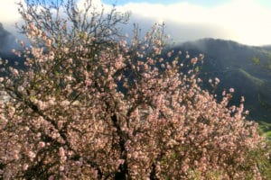 Tejeda, as seen from behind one of its famous almond trees.