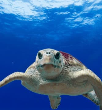 The Canary Islands nurture sea turtles