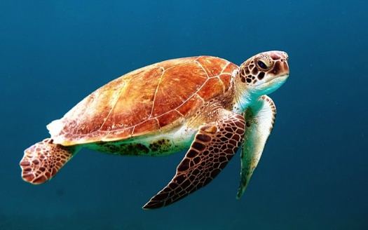 Sea turtles love swimming off Canarian shores