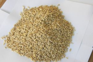 The barley grown on Gran Canaria is African ratther than European