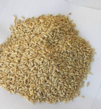 The barley grown on Gran Canaria is African ratther than European