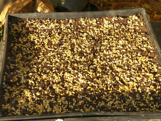 Barley: Gran Canaria's prehistoric grain